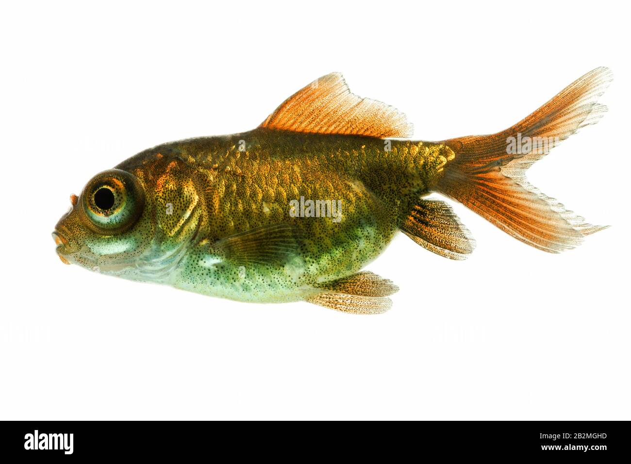 Observatoire De L'Adolescence Goldfish Fry Environ Huit Semaines Banque D'Images