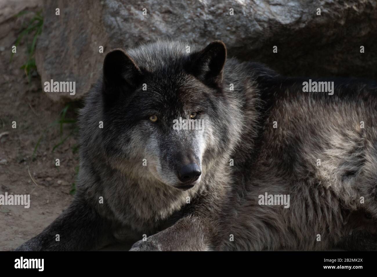 Portrait d'un magnifique loup noir du nord-ouest en hiver Banque D'Images