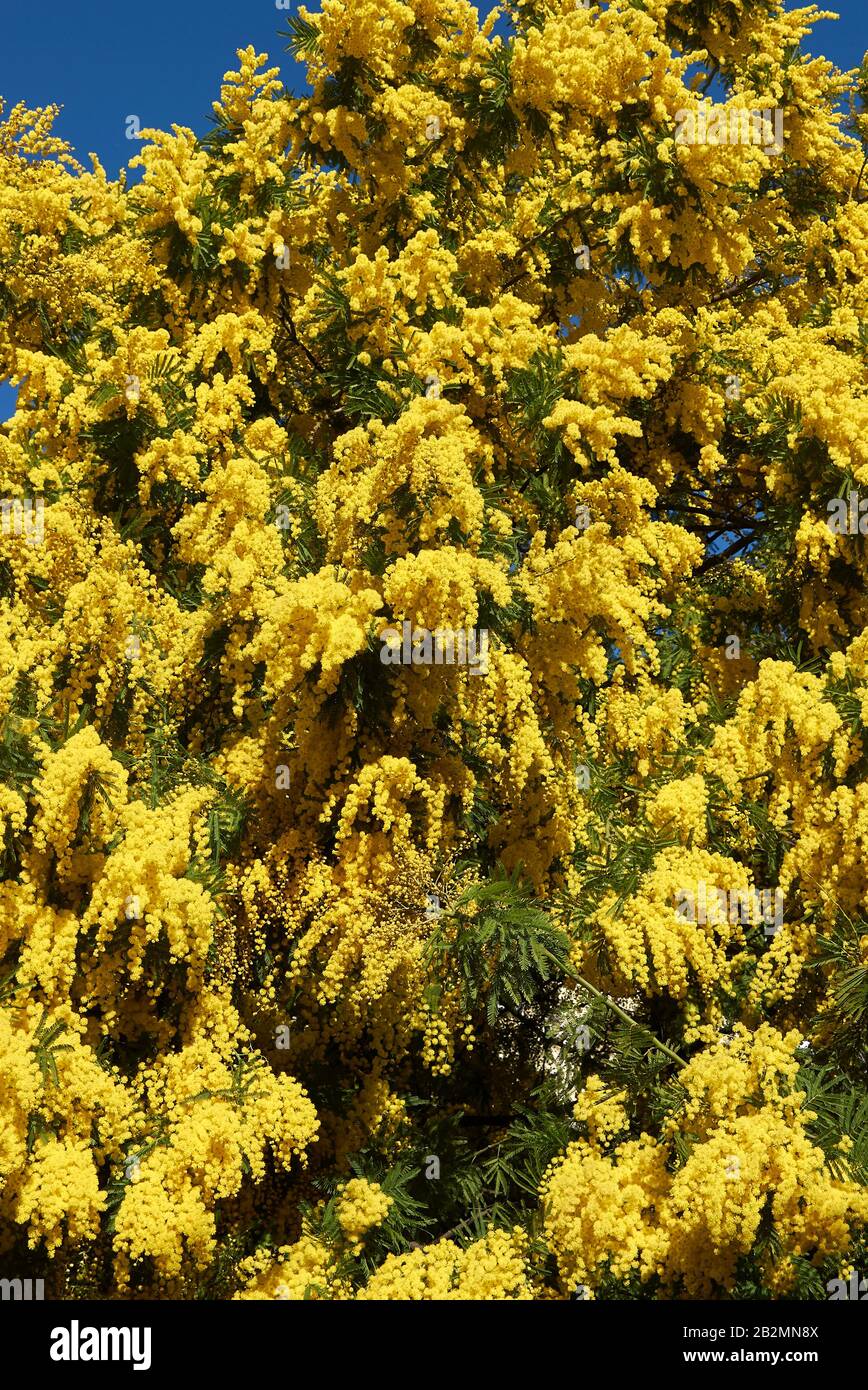 Fleur jaune de l'usine Acacia dealbata Banque D'Images