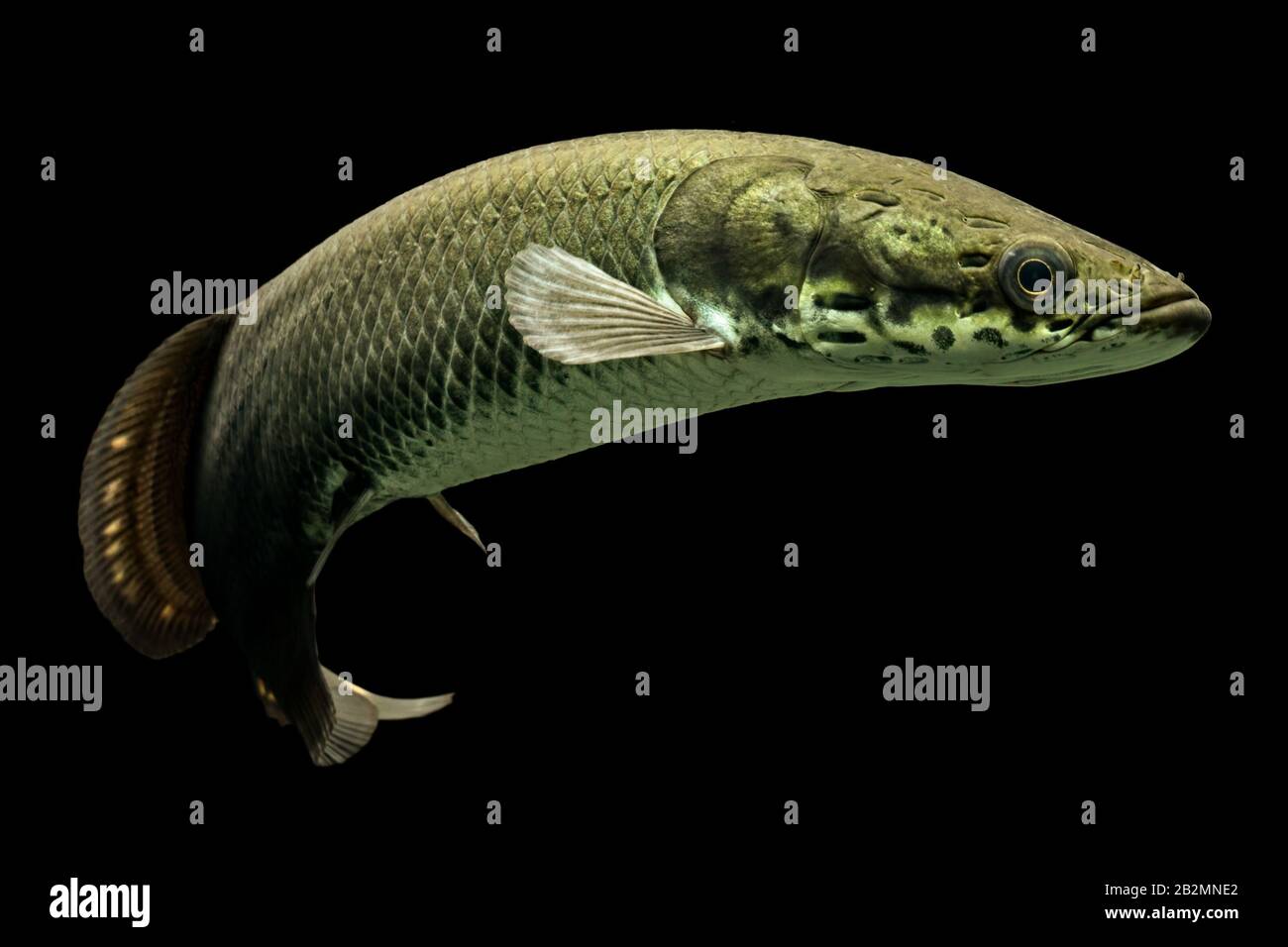 Piscine Gratuite Jeune Arapaima Gigas Underwater Studio Shot Banque D'Images