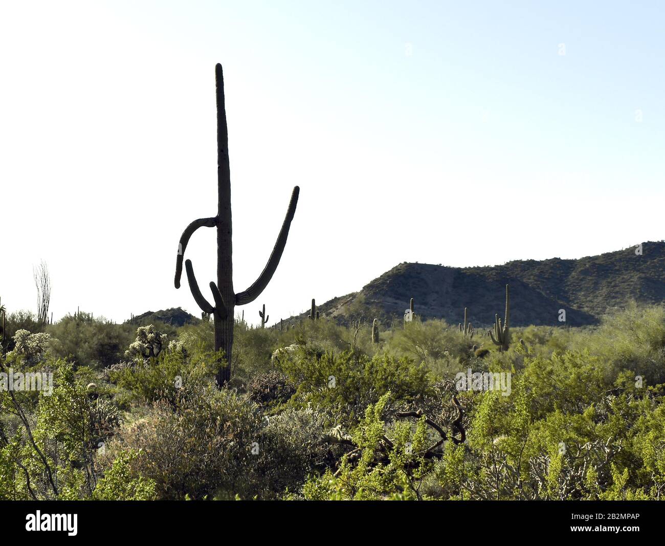 Saguaro Cactus pointe en même temps vers le haut et vers le bas Banque D'Images