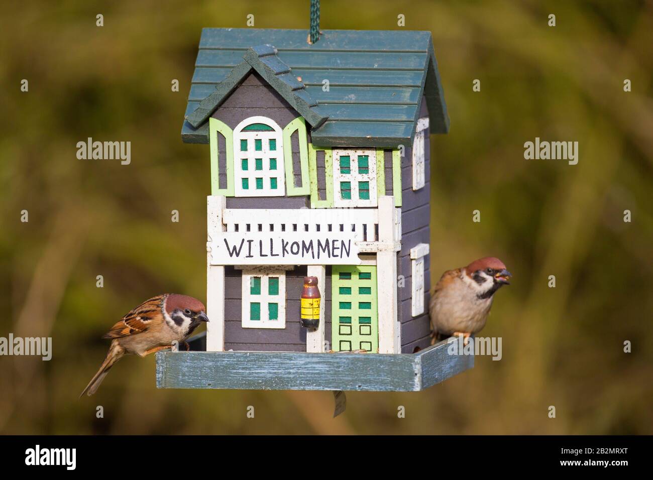 Deux sparrows d'arbres eurasiens (Passer montanus) mangeant des graines du jardin décoré d'oiseau / d'engraissement d'oiseaux Banque D'Images