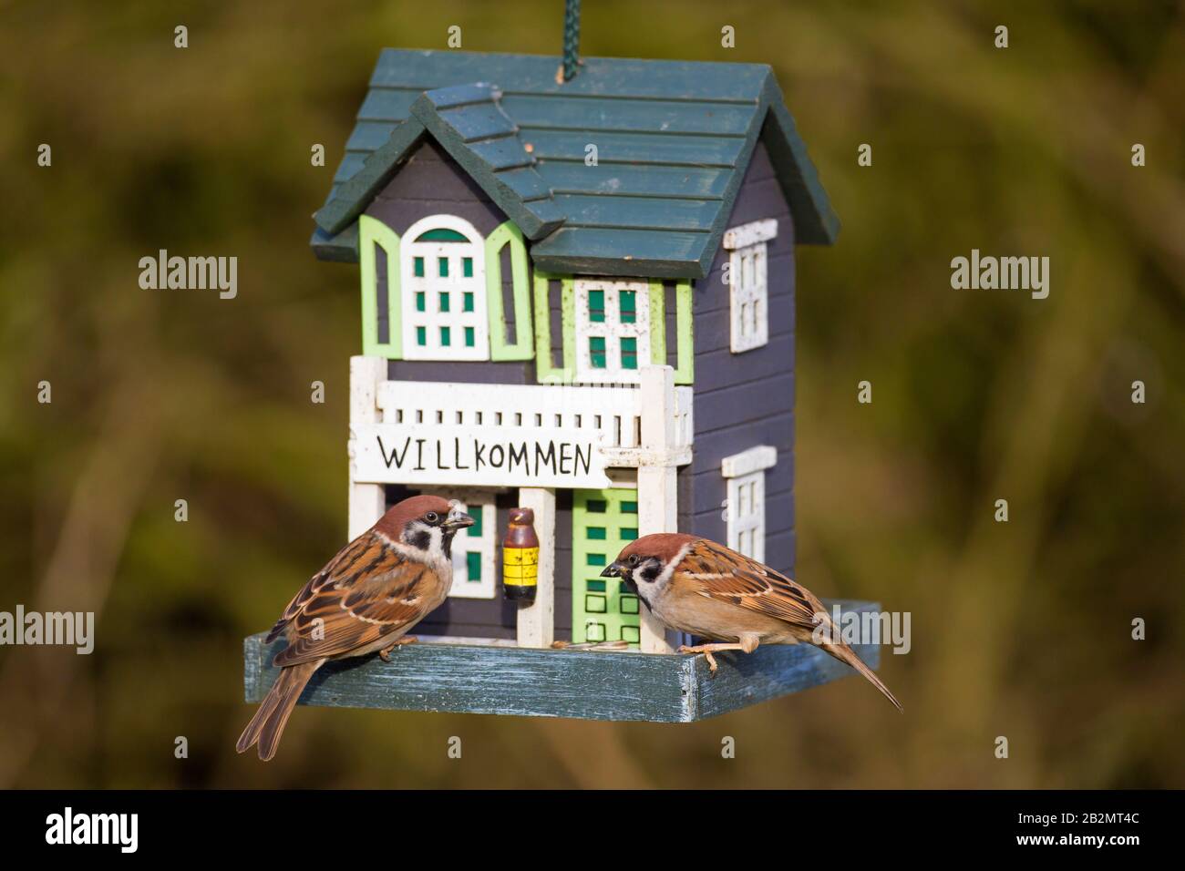 Deux sparrows d'arbres eurasiens (Passer montanus) mangeant des graines du jardin décoré d'oiseau / d'engraissement d'oiseaux Banque D'Images
