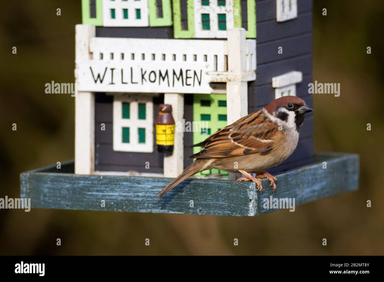 Sparrow d'arbre eurasien (Passer montanus) manger des graines du jardin décoré Birdfeeder / oiseau de convoyeur Banque D'Images