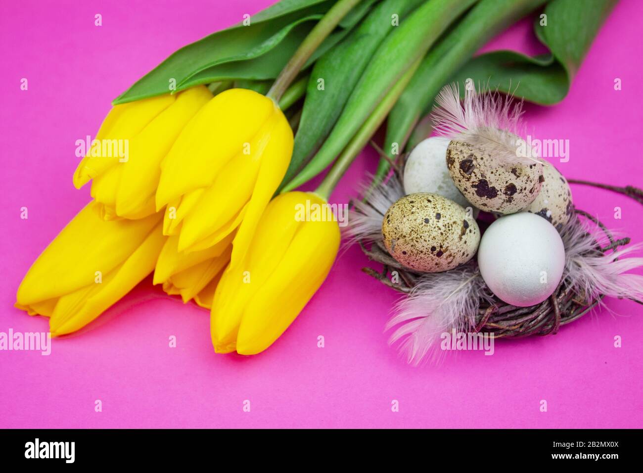 Œufs de Pâques. Bonne carte de pâques. Pâques multicolore. Œufs de Pâques sur fond en bois rose. Fond de Pâques. Salutations de Pâques. Joyeuses pâques. Tuli Banque D'Images