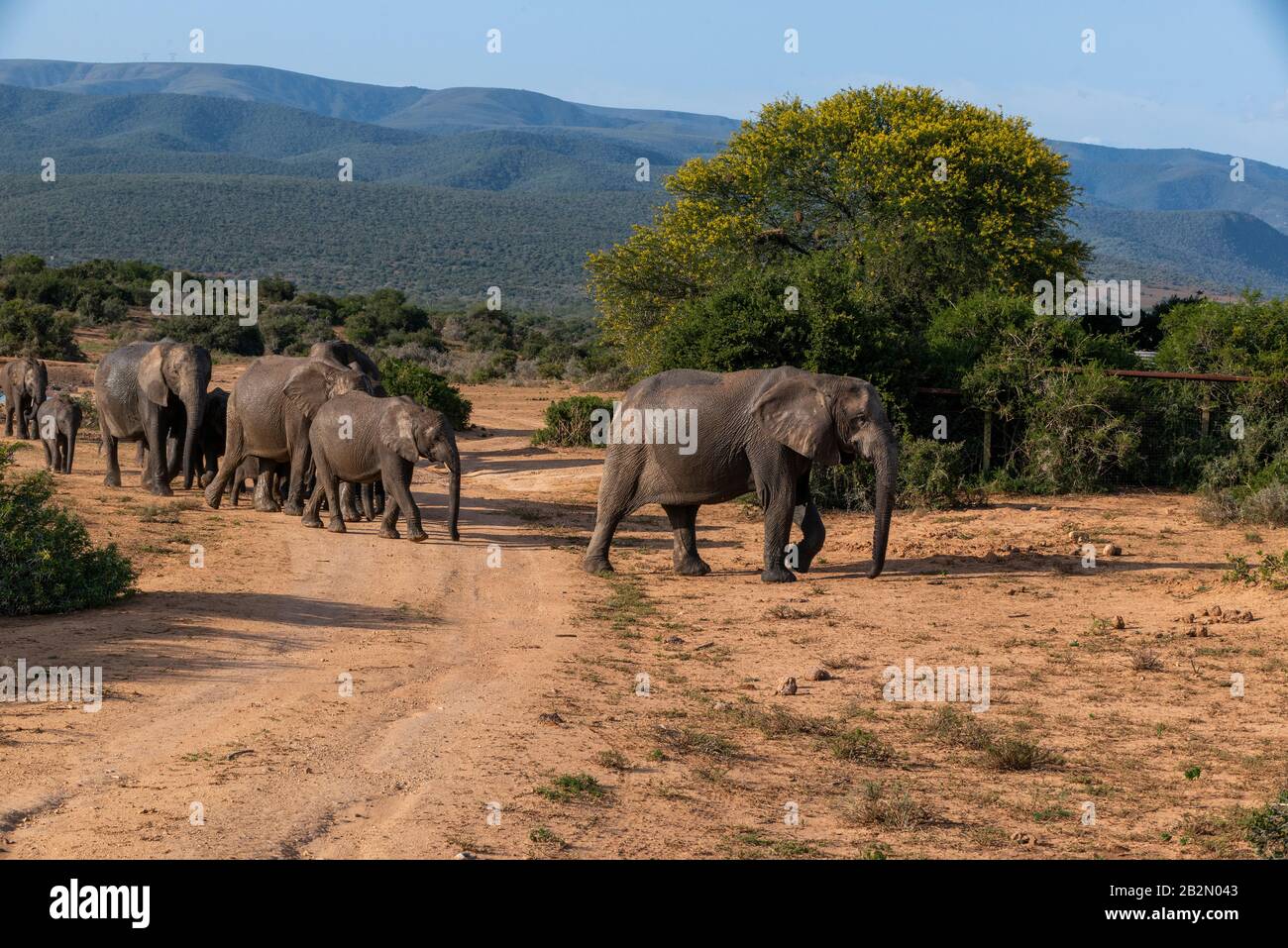 Troupeau d'éléphants marchant dans le paysage sec du parc national Addo Elephant, Cap oriental, Afrique du Sud Banque D'Images