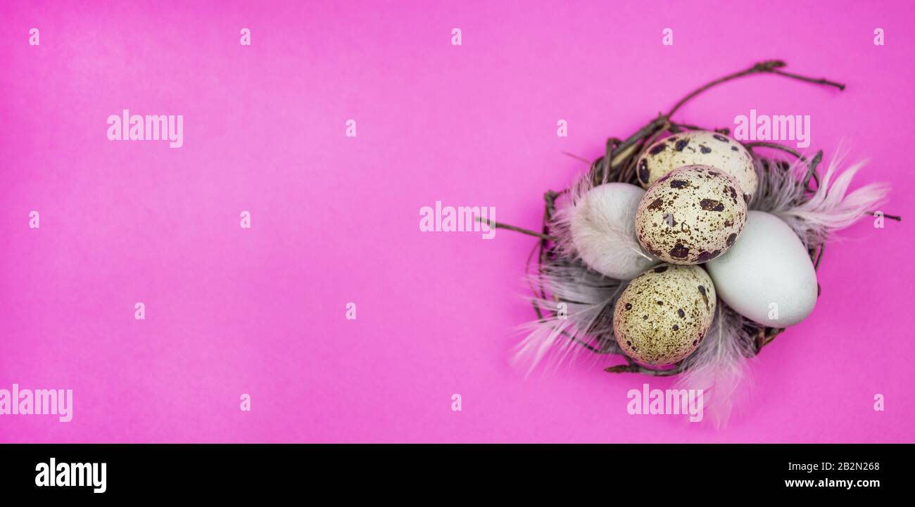Œufs de Pâques. Bonne carte de pâques. Œufs de Pâques sur fond en bois rose. Joyeuses pâques. Tulipes. Macro. Bannière. Espace de copie Banque D'Images