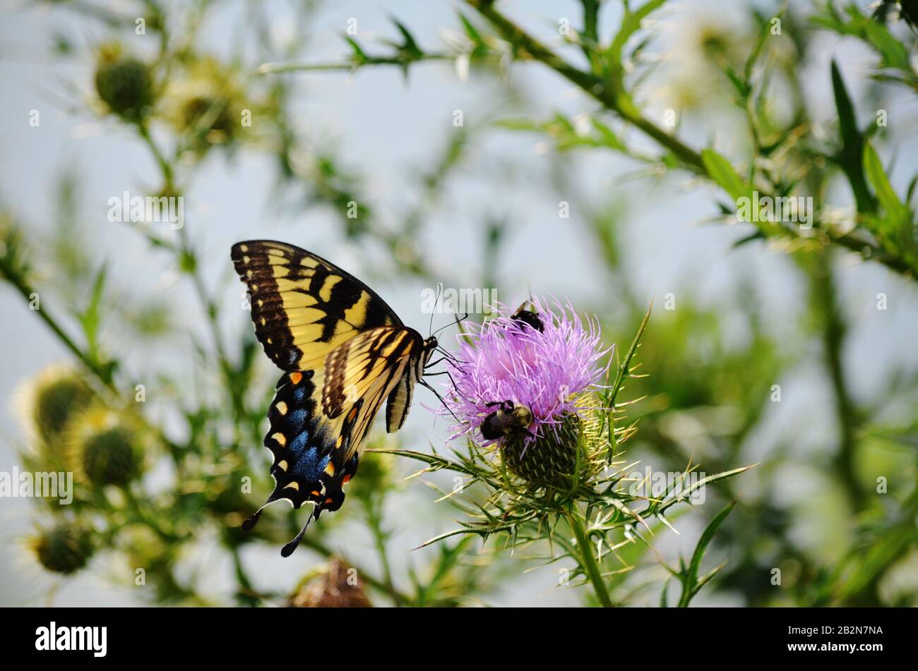 Le tigre femelle jaune et noir de l'est, qui se tape du nectar à partir d'un chardon épineux Banque D'Images