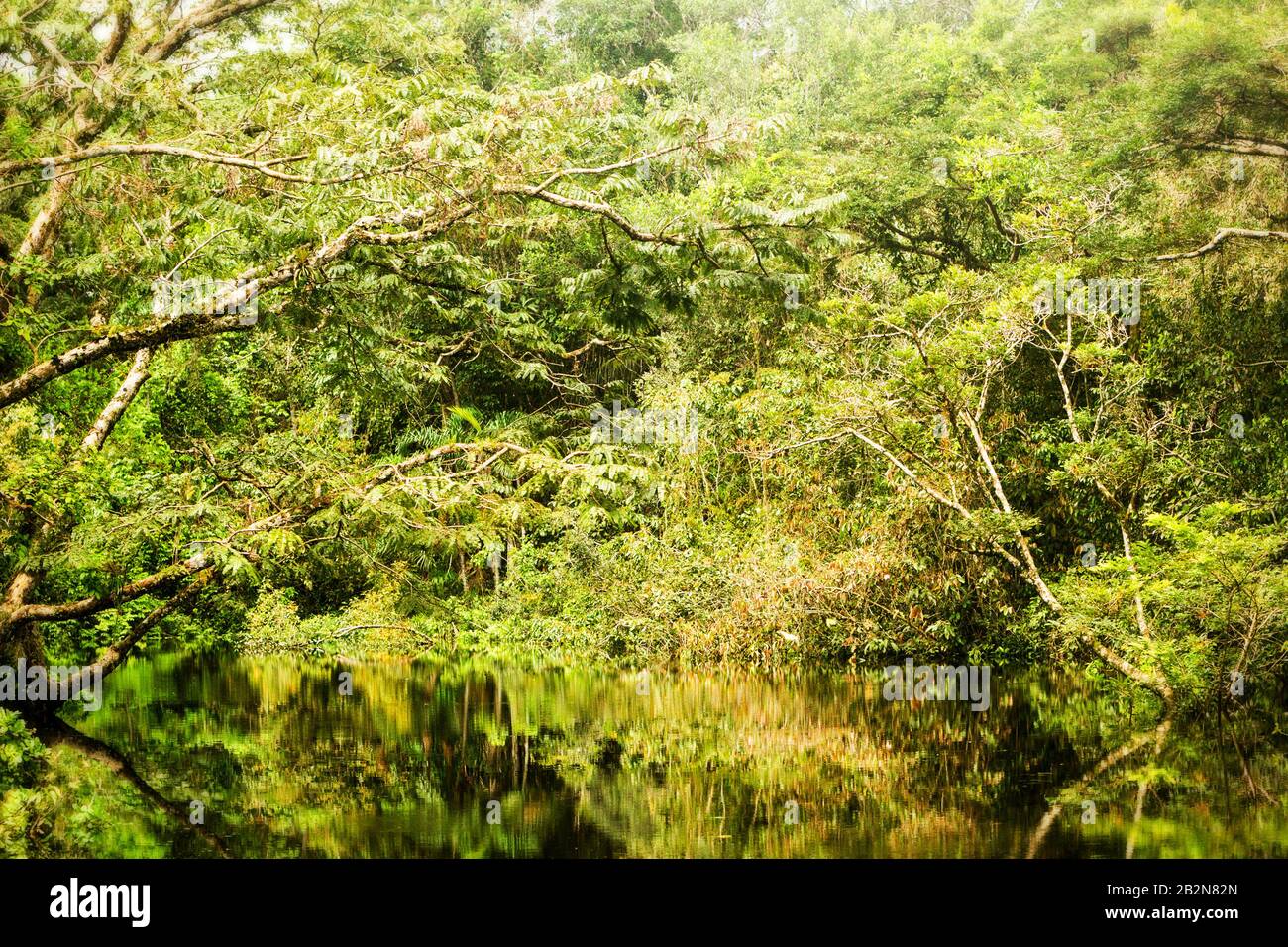 Végétation Amazonienne Représentative Dans La Jungle Primaire Équatorienne Banque D'Images