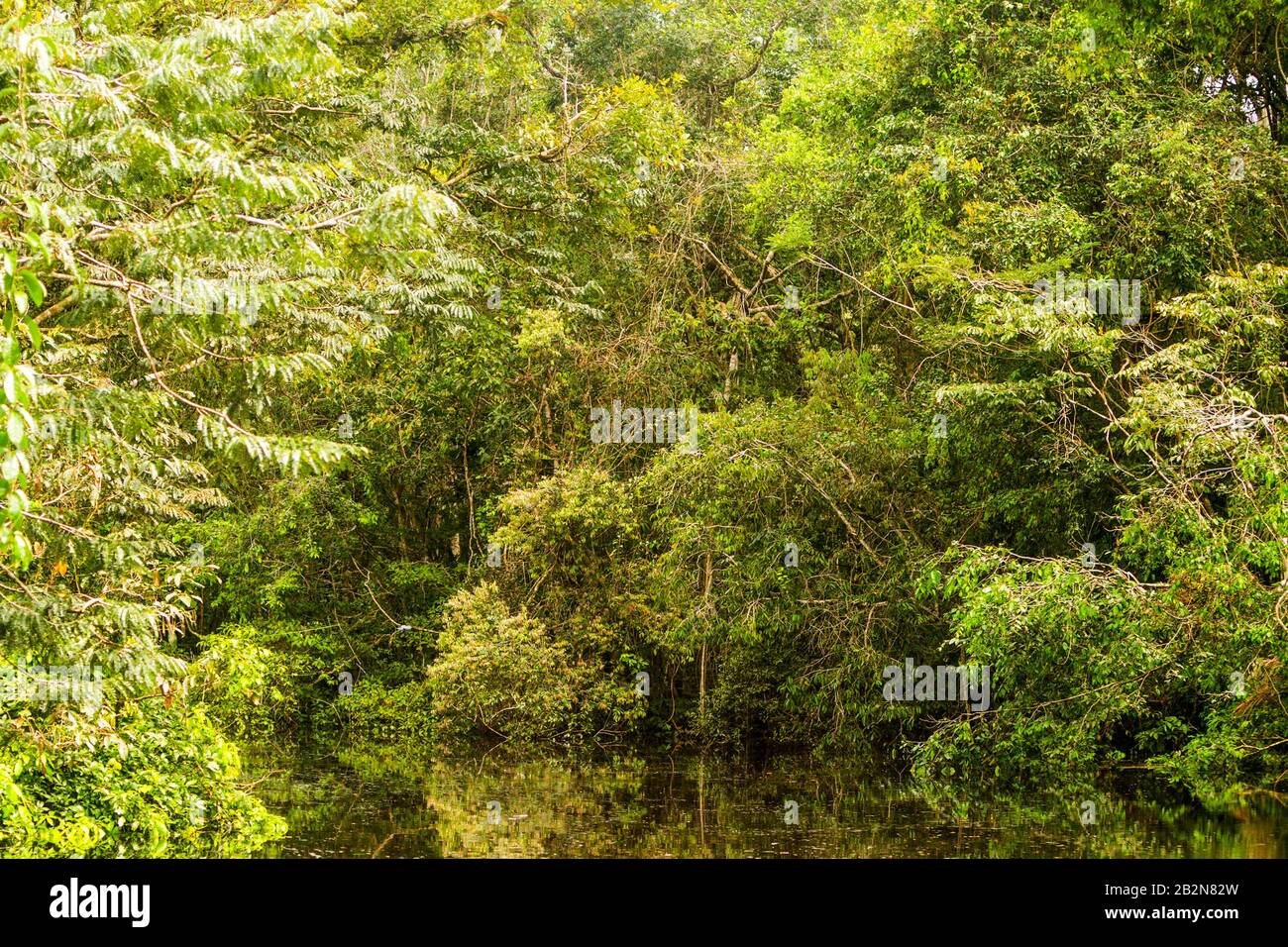 Végétation Amazonienne Typique Dans La Jungle Primaire Équatorienne Banque D'Images