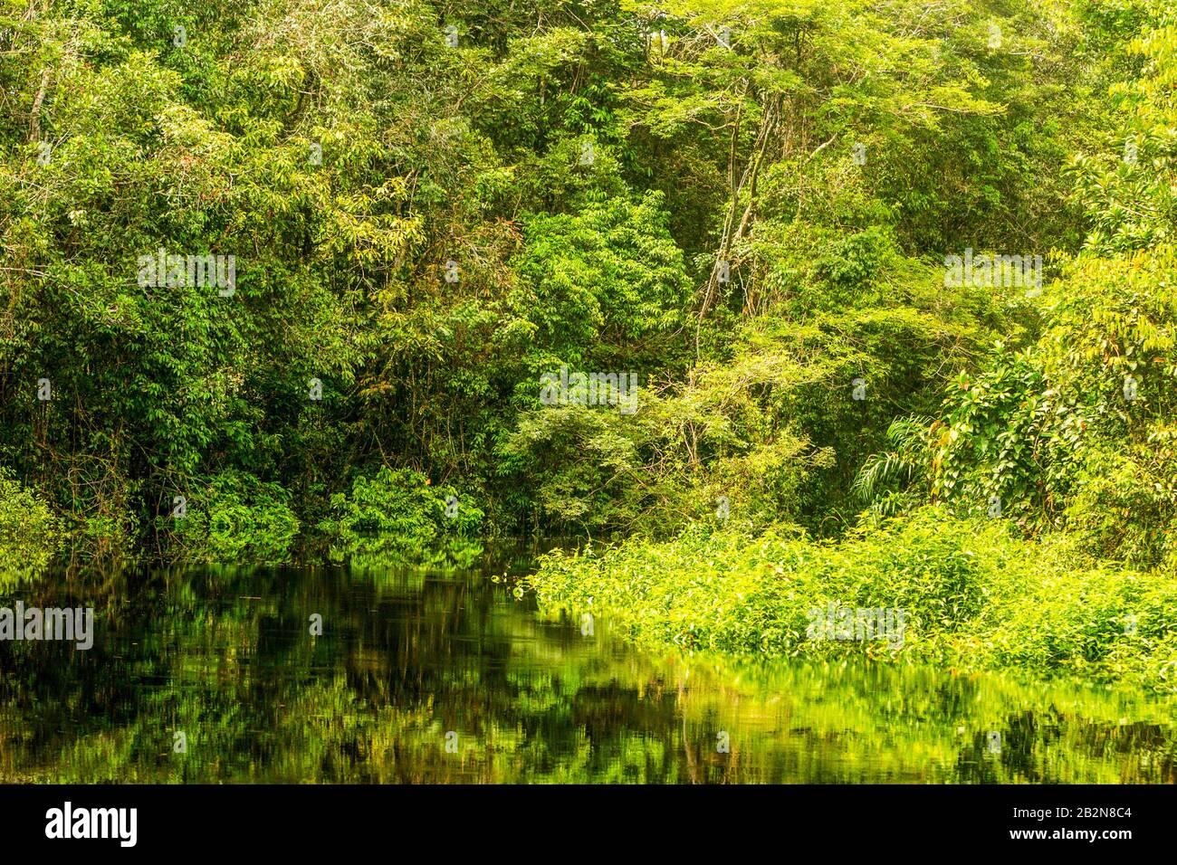 Végétation Amazonienne Ordinaire Dans La Jungle Primaire Équatorienne Banque D'Images
