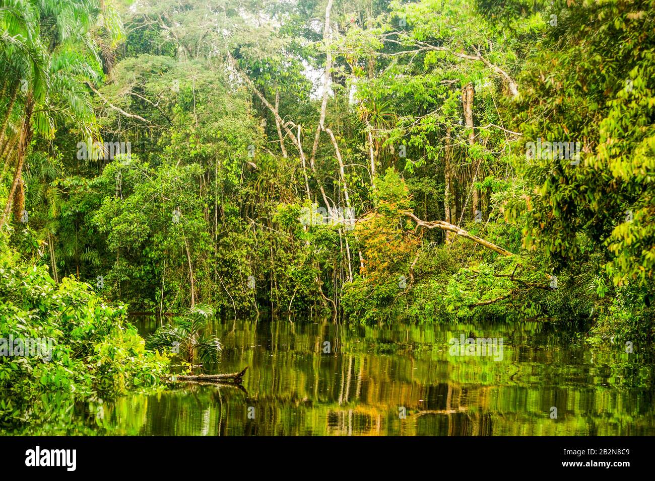 Végétation Amazonienne Typique Dans La Première Forêt Équatorienne Banque D'Images