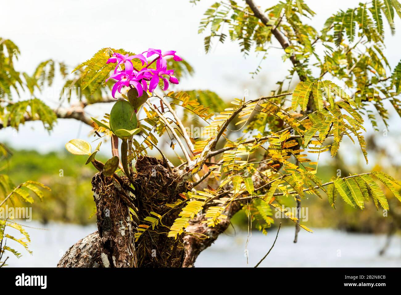 Mauve Orchid Dans La Forêt Amazonienne Équatorienne Banque D'Images