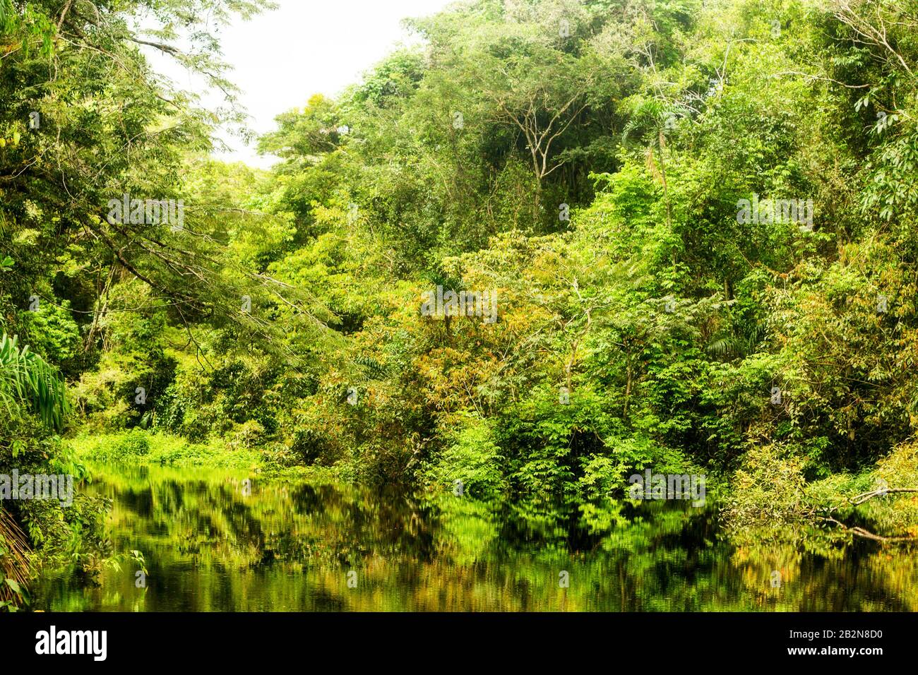 Végétation Amazonienne Typique Dans La Forêt Primaire Équatorienne Banque D'Images