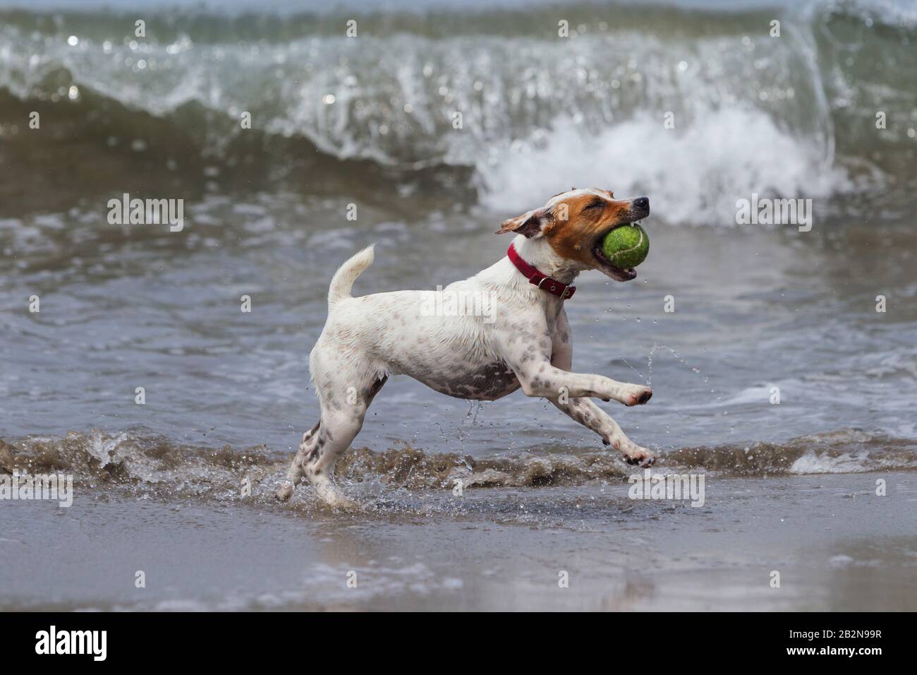 Chien heureux courir sur la plage avec son jouet préféré Banque D'Images