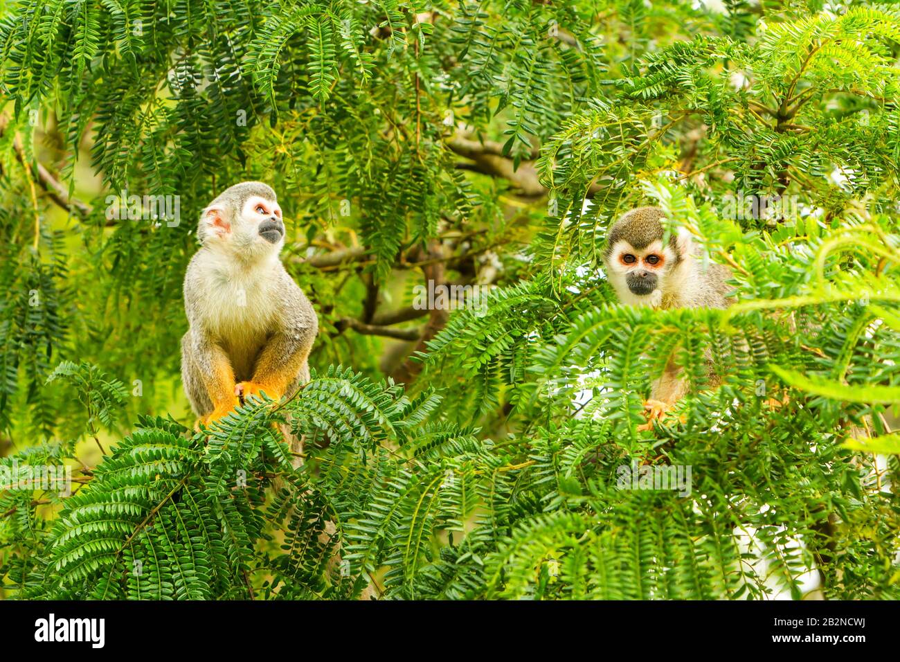 Les singes écureuils masculins et féminins dans la forêt tropicale équatorienne Banque D'Images