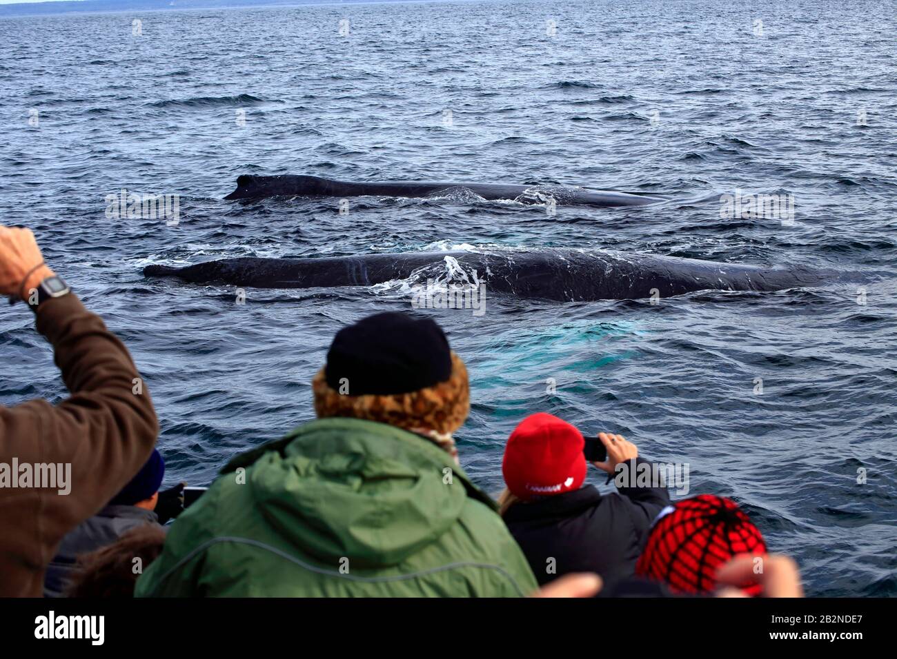 Les gens qui consultent les baleines à bosse lors d'une visite en Nouvelle-Écosse Banque D'Images