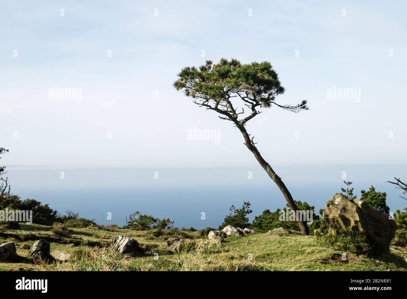 Pinus thunbergii ou pin noir japonais croissant sur la côte atlantique Banque D'Images