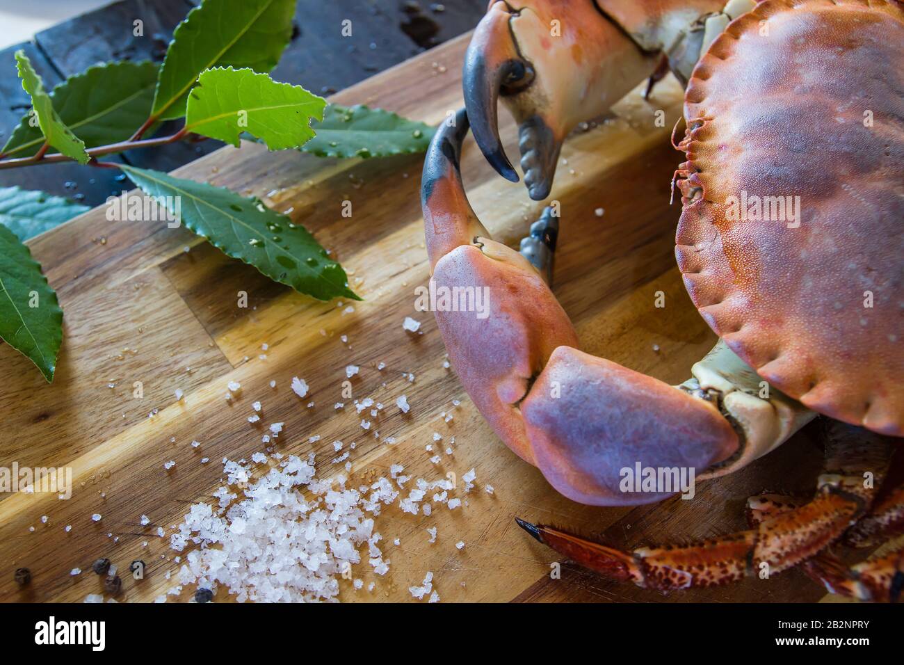 Crabe brun frais et comestible sur le plan de cuisine en bois, cuisant de délicieux fruits de mer Banque D'Images