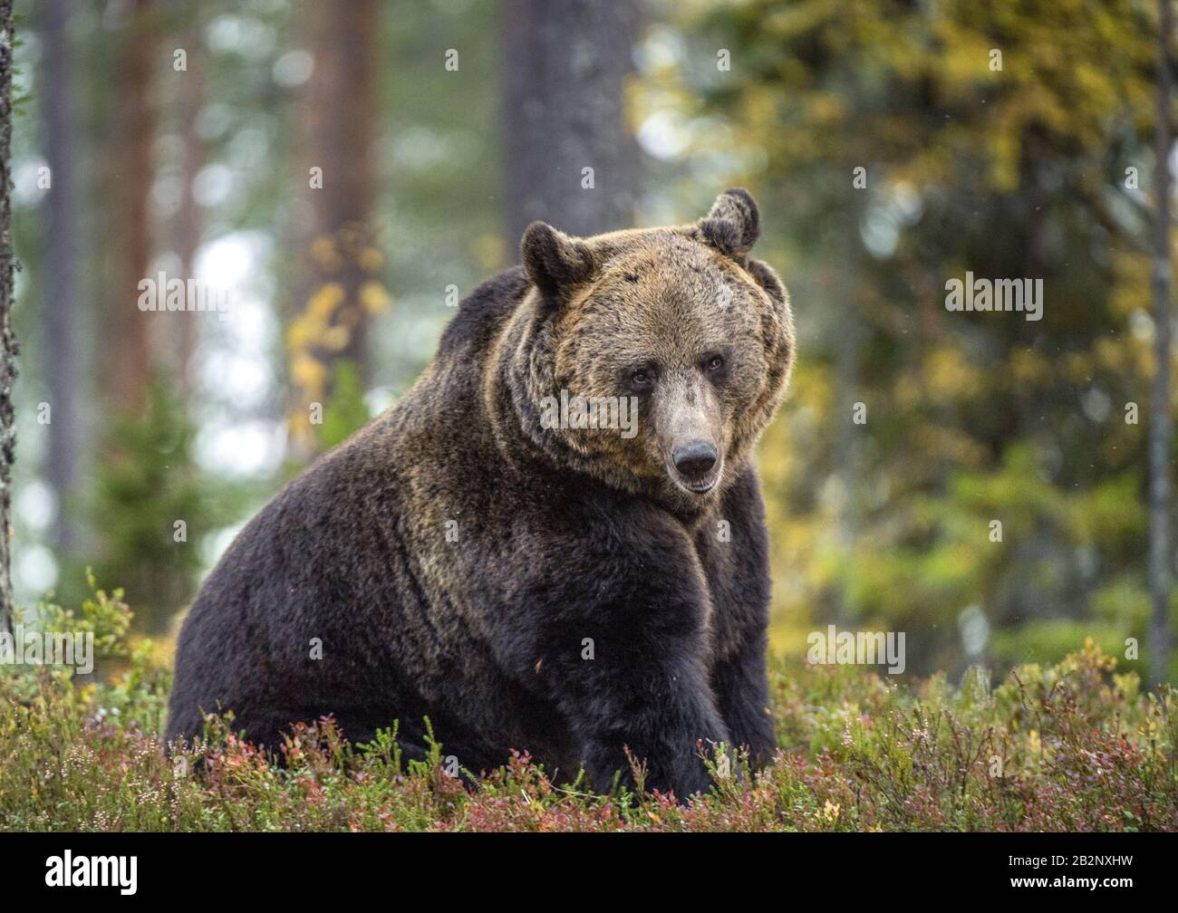 Grand mâle Adulte de l'ours brun dans la forêt d'automne. Nom scientifique: Ursus arctos. Habitat naturel. Banque D'Images