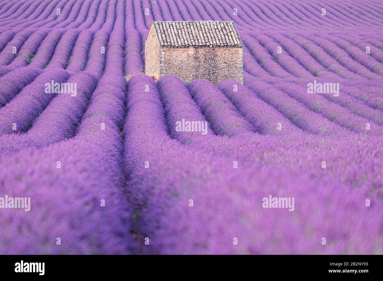 Une grange au milieu d'un champ de lavande sur le plateau de Valensole, Provence, France Banque D'Images