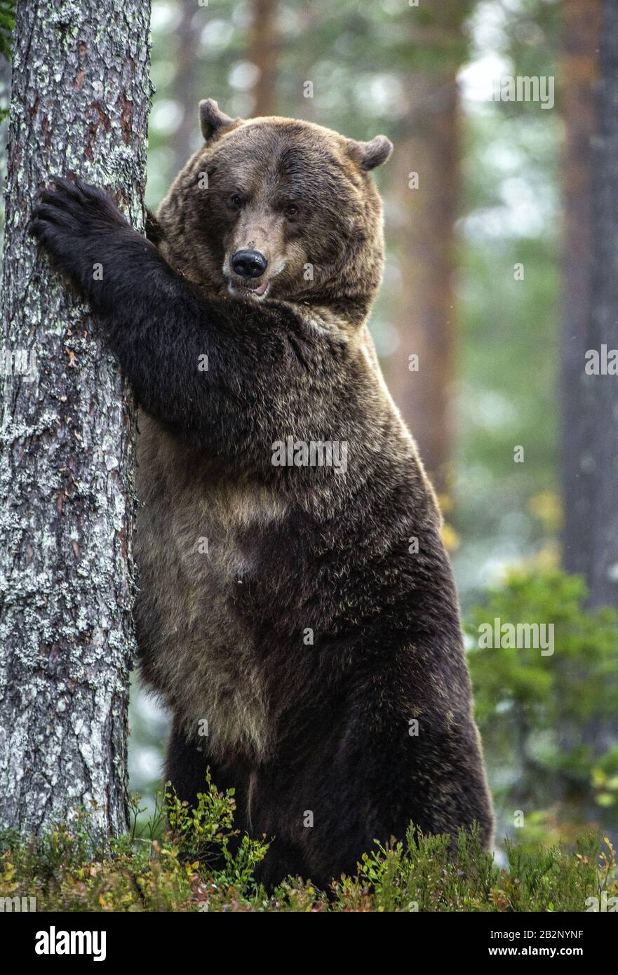 L'ours brun se tient sur ses pattes arrière par un arbre dans une forêt de pins. Nom scientifique: Ursus arctos. Habitat naturel. Saison d'automne. Banque D'Images