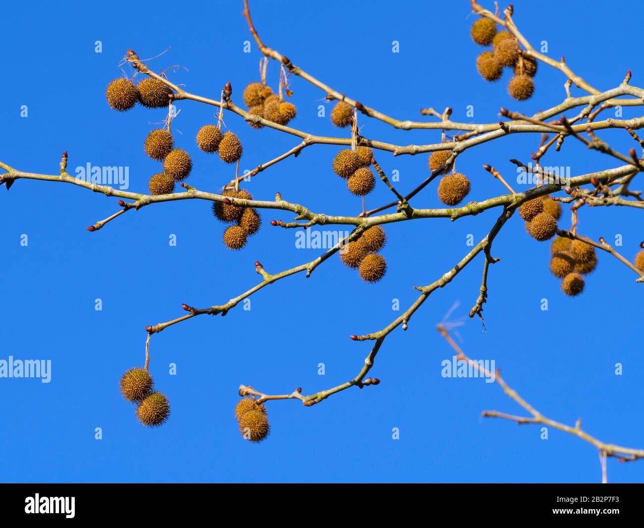London Plan Tree x Piatanus hispanicus Banque D'Images