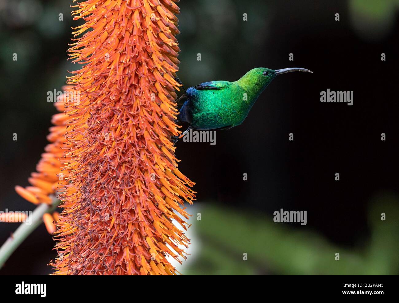 Un mâle à plumage de Malachite Sunbird se nourrissant sur une fleur d'aloès. Nom scientifique: Nectarinia famosa. Afrique Du Sud. Banque D'Images