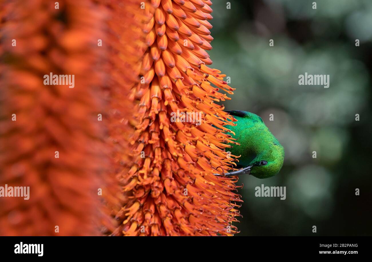 Un mâle à plumage de Malachite Sunbird se nourrissant sur une fleur d'aloès. Nom scientifique: Nectarinia famosa. Afrique Du Sud. Banque D'Images