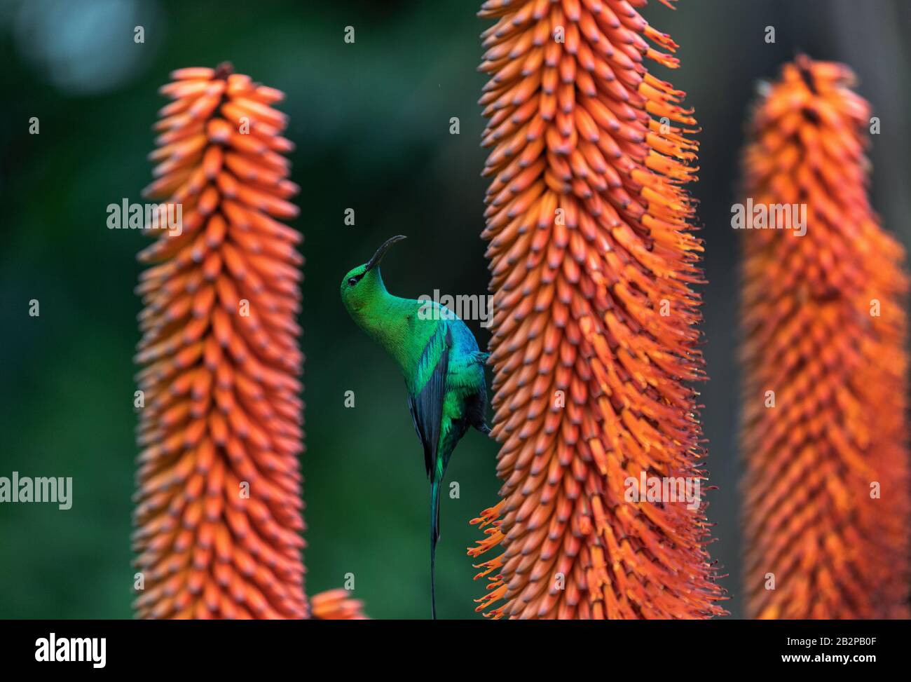 Un mâle à plumage de Malachite Sunbird se nourrissant sur une fleur d'aloès. Nom scientifique: Nectarinia famosa. Afrique Du Sud. Banque D'Images