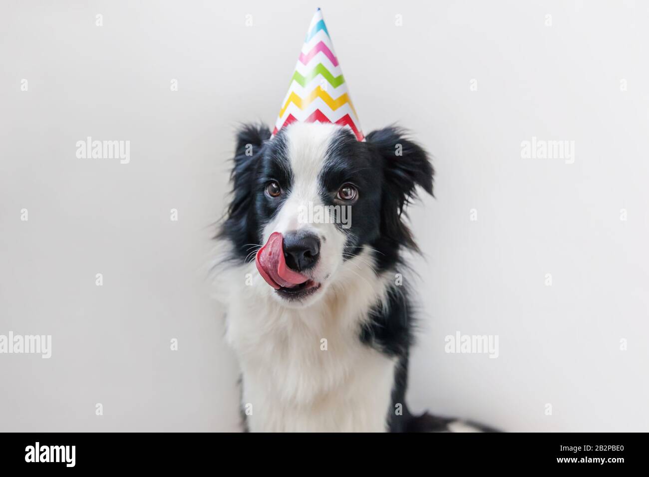 Portrait Drole De Mignonne Bouee Chiot Bordure De Chien Collie Portant Anniversaire Solly Chapeau Regardant L Appareil Photo Isole Sur Fond Blanc Joyeux Anniversaire Animaux De Compagnie Droles Vie Photo Stock Alamy