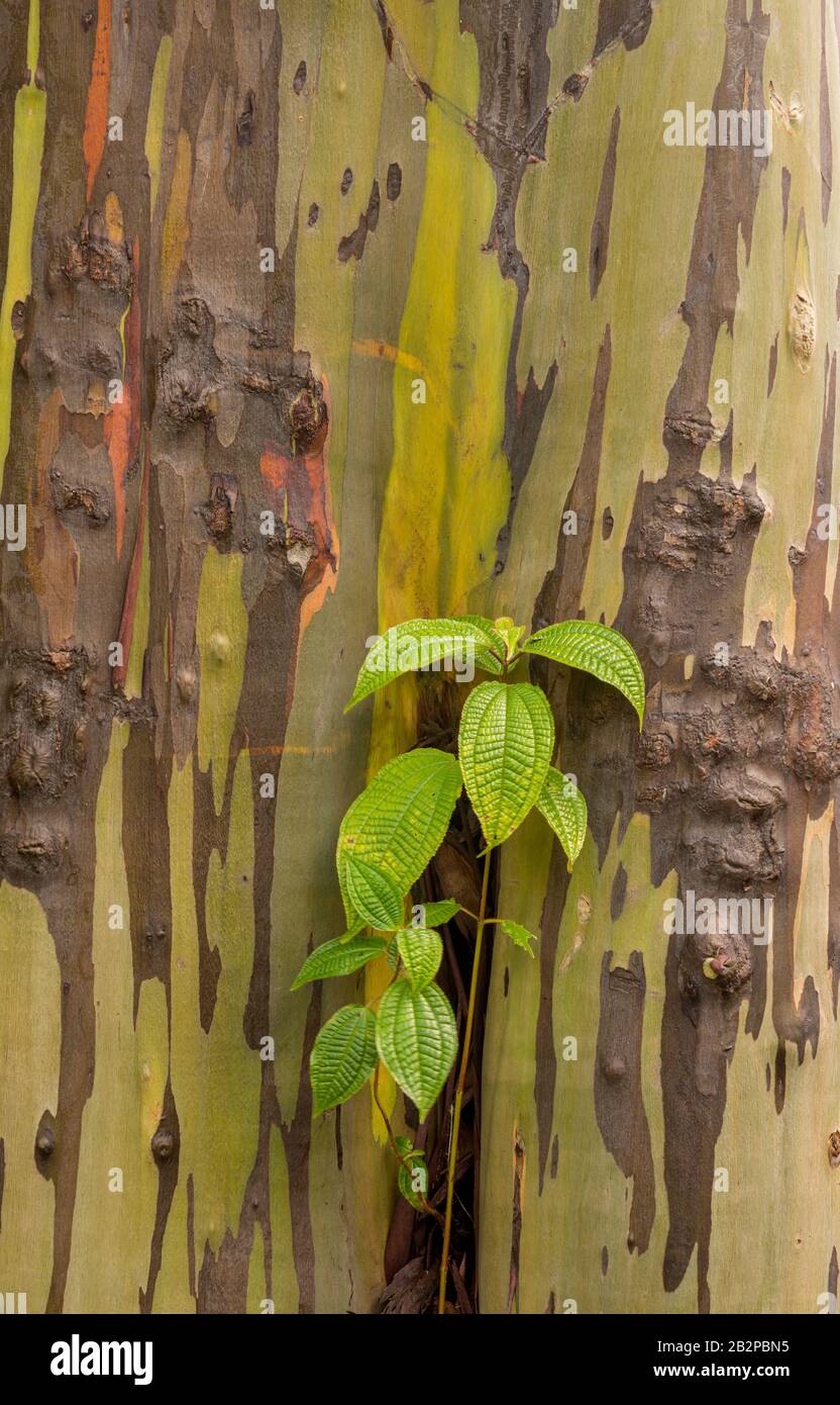 Nouvelle croissance des feuilles contre l'écorce colorée de l'eucalyptus arc-en-ciel sur Kauai Banque D'Images