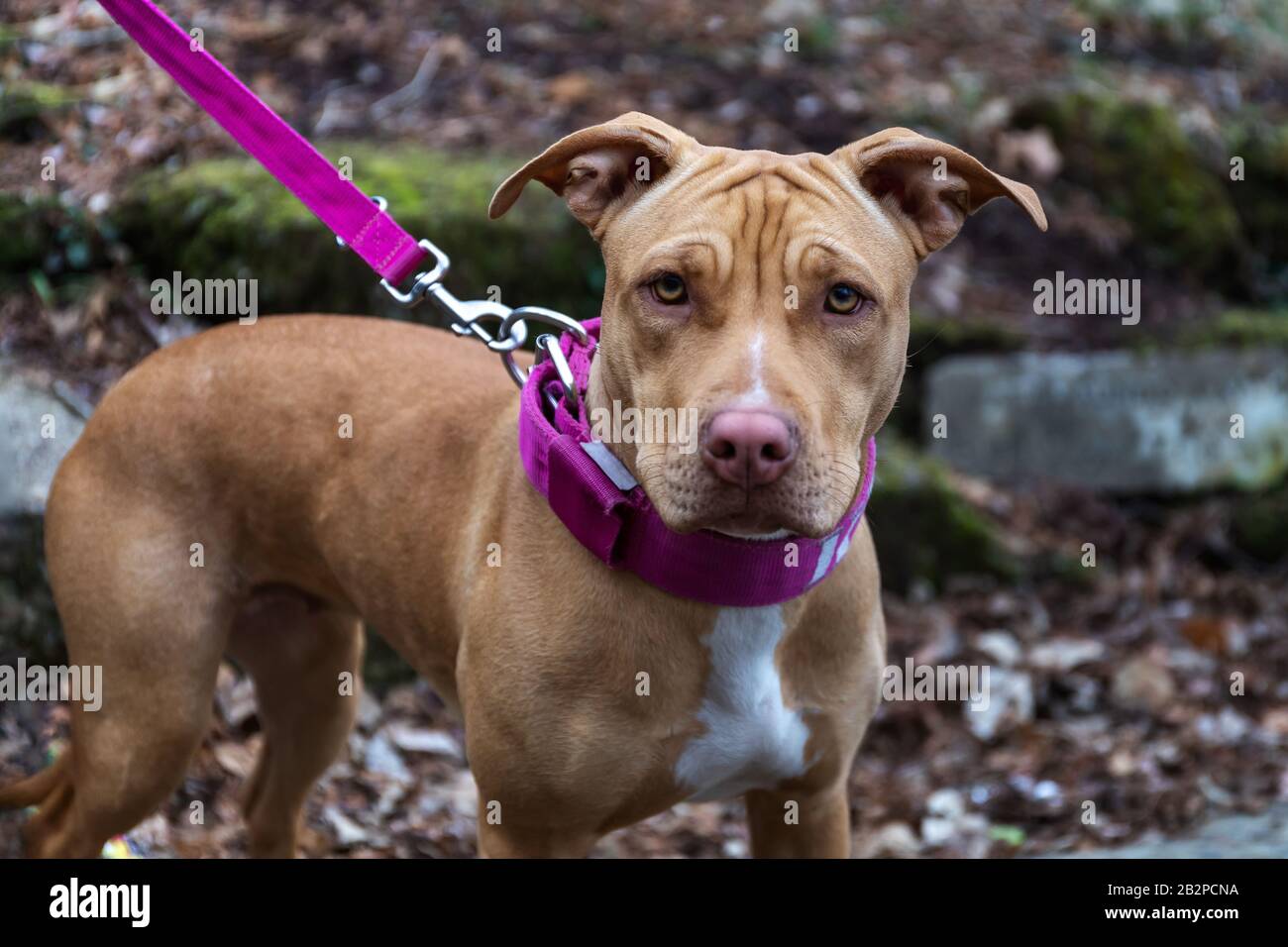 Spécimen féminin de chien de terrier de taureau de Pit américain, brun clair en couleur avec un patch blanc sur la poitrine. Chien sur une laisse. Banque D'Images