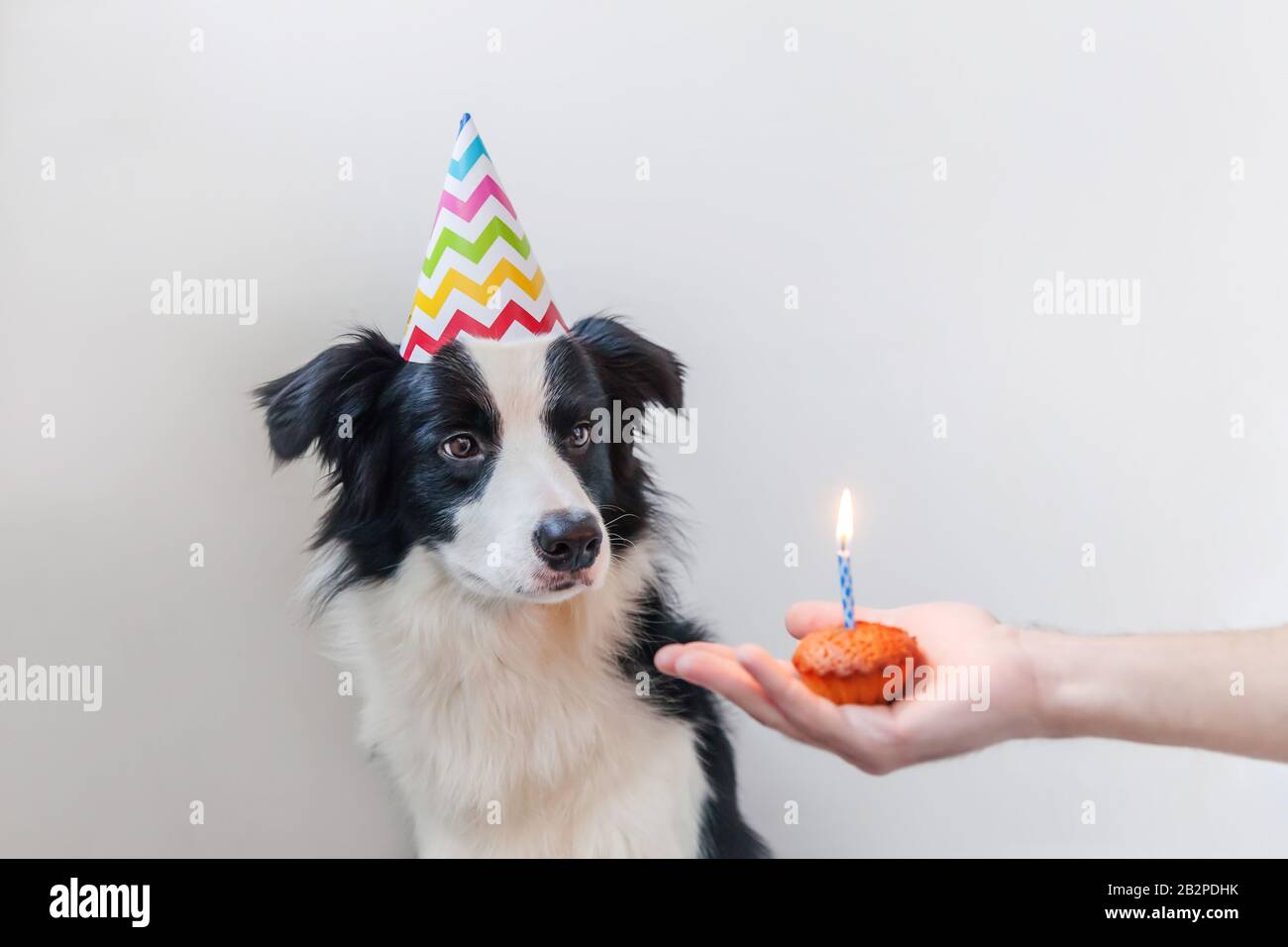 Portrait Drole De Mignon Sfrain Chiot Bordure De Chien Collie Portant Anniversaire Solly Chapeau Regardant Le Gateau De Vacances Cupcake Avec Une Bougie Isolee Sur Fond Blanc Joyeux Anniversaire Photo Stock Portrait Drole De Mignon Sfrain Chiot Bordure De Chien Collie Portant Anniversaire Solly Chapeau Regardant Le Gateau De Vacances Cupcake Avec Une Bougie Isolee Sur Fond Blanc Joyeux Anniversaire Photo Stock