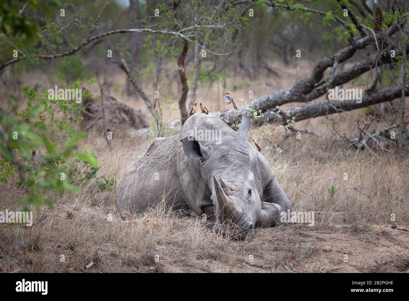 Des oxpeckers assis sur le rhinocéros endormi dans le parc national Kruger Afrique du Sud Banque D'Images