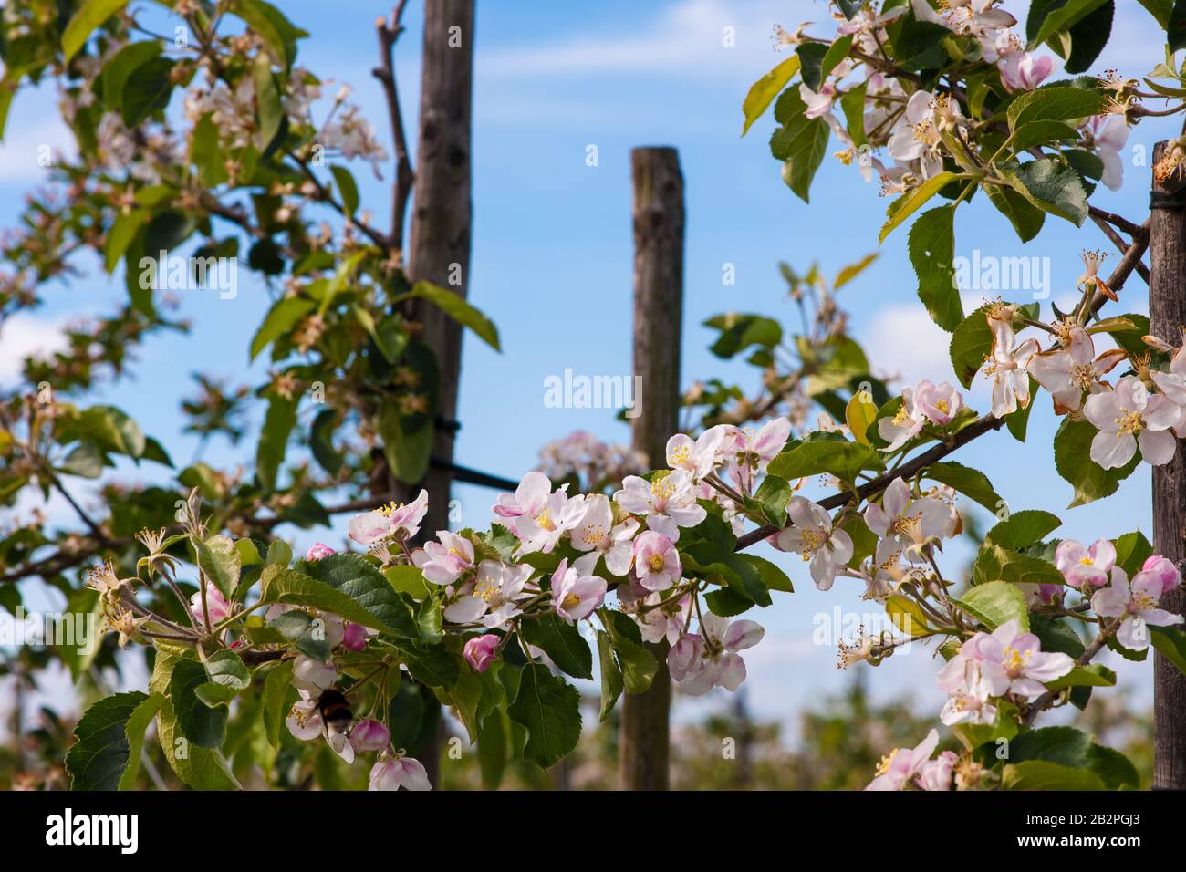 un verger avec des arbres fruitiers en fleurs Banque D'Images