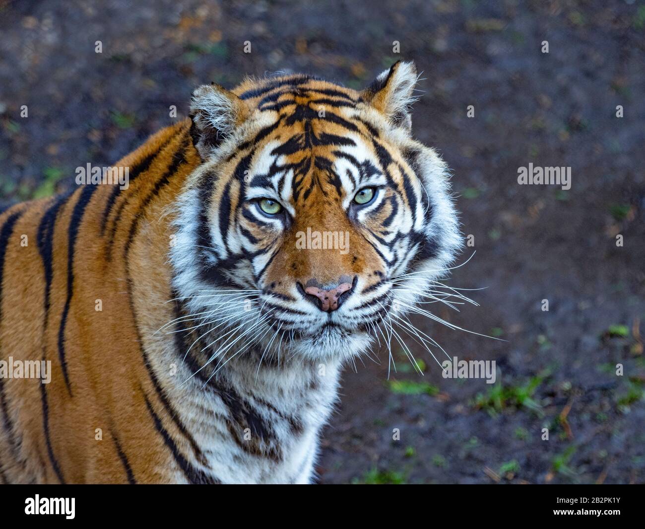 Tigre de Sumatra Panthera tigris sondaica prisonnier Banque D'Images