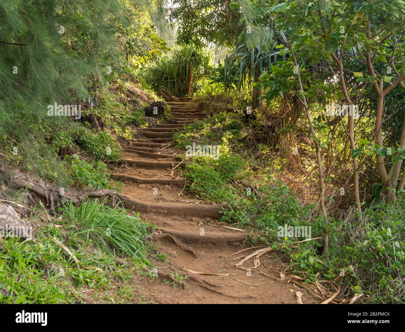 Des marches escarpées à base d'arbres remontent le célèbre sentier Kalalau sur la côte NaPali de Kauai Banque D'Images