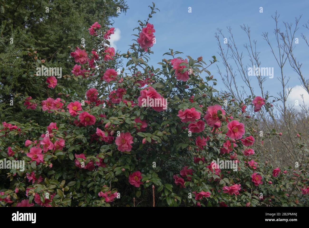 Arbuste Camellia rose À Fleurs d'hiver (Camellia x williamsii 'Hilo') dans un jardin de campagne dans le Devon rural, Angleterre, Royaume-Uni Banque D'Images