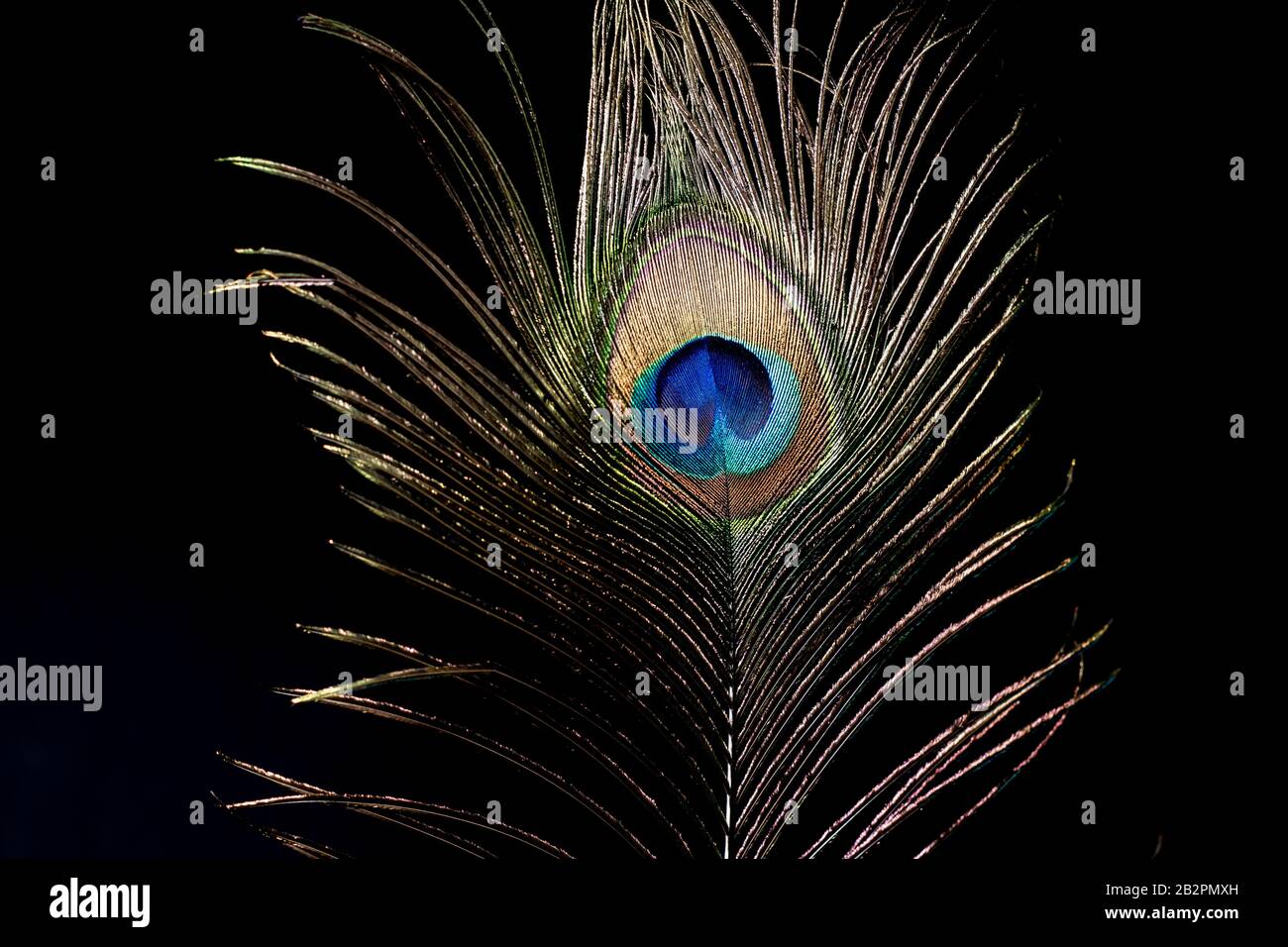 Jolie plume de paon près de la plume d'oiseau colorée irisée sur fond noir. Couleurs pourpre, bleu, vert et or de la plume de paon. Banque D'Images