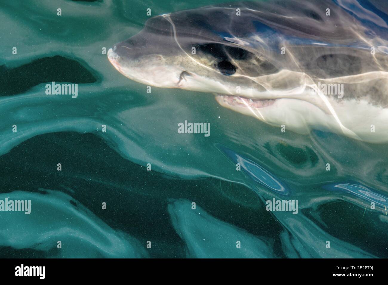 Baignade sous l'eau des requins, vue de dessus, gros plan. Grand requin blanc (Carcharodon carcharias) dans l'eau de l'océan Pacifique près des côtes de l'Afrique du Sud Banque D'Images