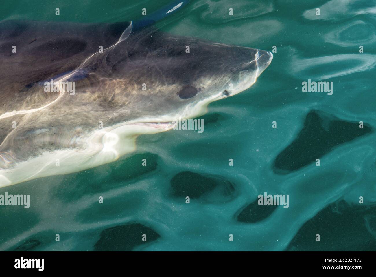 Baignade sous l'eau des requins, vue de dessus, gros plan. Grand requin blanc (Carcharodon carcharias) dans l'eau de l'océan Pacifique près des côtes de l'Afrique du Sud Banque D'Images