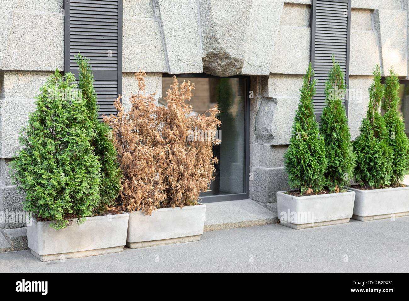 Les schfrottez de thujas morts et de thujas, vert vif, dans de grands pots en béton sur le trottoir contre les murs gris du bâtiment sur les rues de la ville en plein air. Plantes Banque D'Images