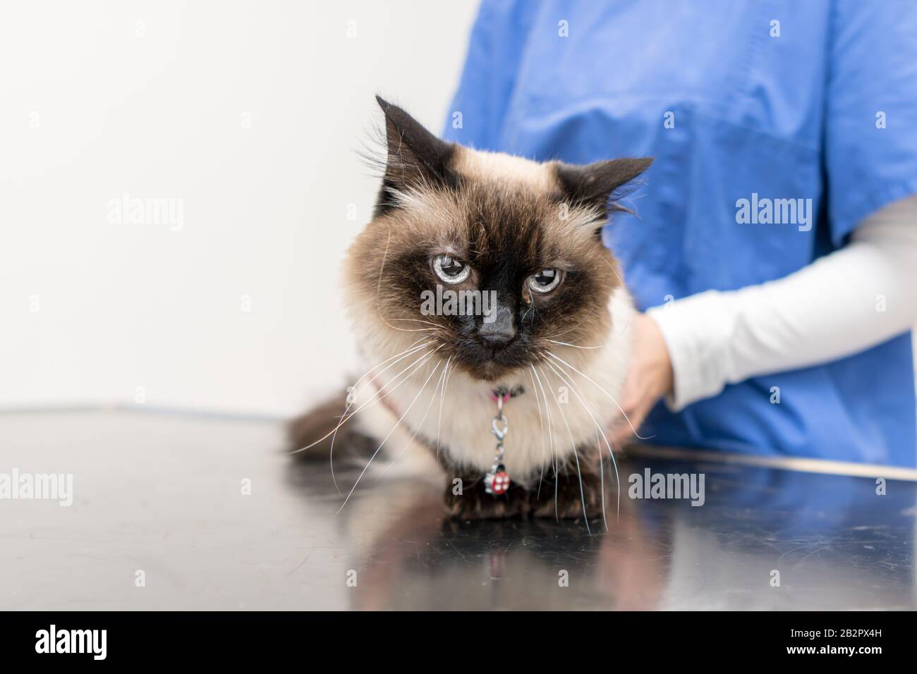 Le chat amical dans la pratique vétérinaire est examiné par le vétérinaire Banque D'Images