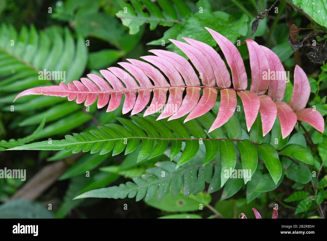 Fern avec feuilles roses au Costa Rica Banque D'Images