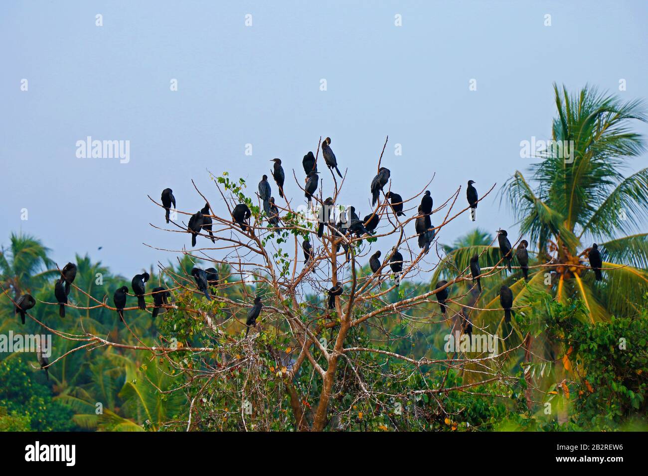 Le petit cormorant est membre de la famille cormorante d'oiseaux de mer. Légèrement plus petit que le cormorant indien, il manque une tête de pointe et a un shor Banque D'Images