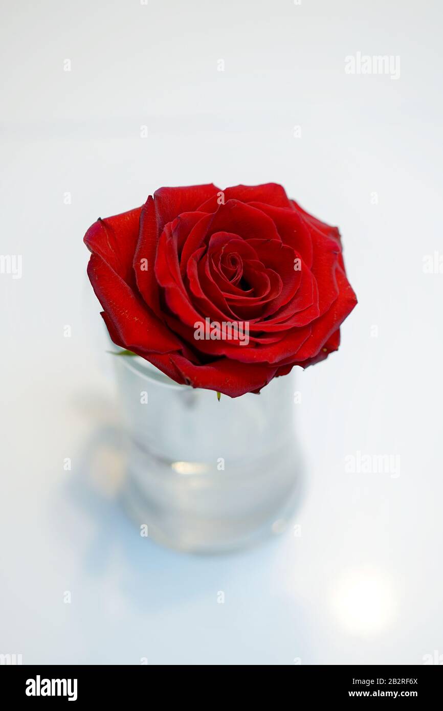 rouge, entièrement développé rose d'en haut dans un vase en verre sur un fond blanc et flou Banque D'Images