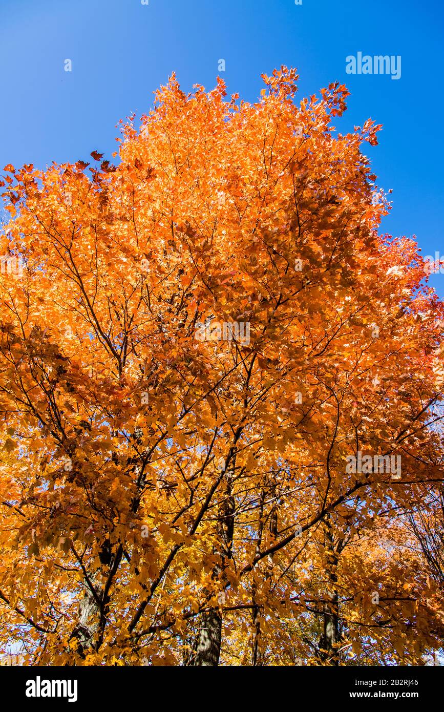 Bromont, Canada - 14 octobre 2019 : vue colorée de l'automne sur le mont Bromont au Québec Canada Banque D'Images