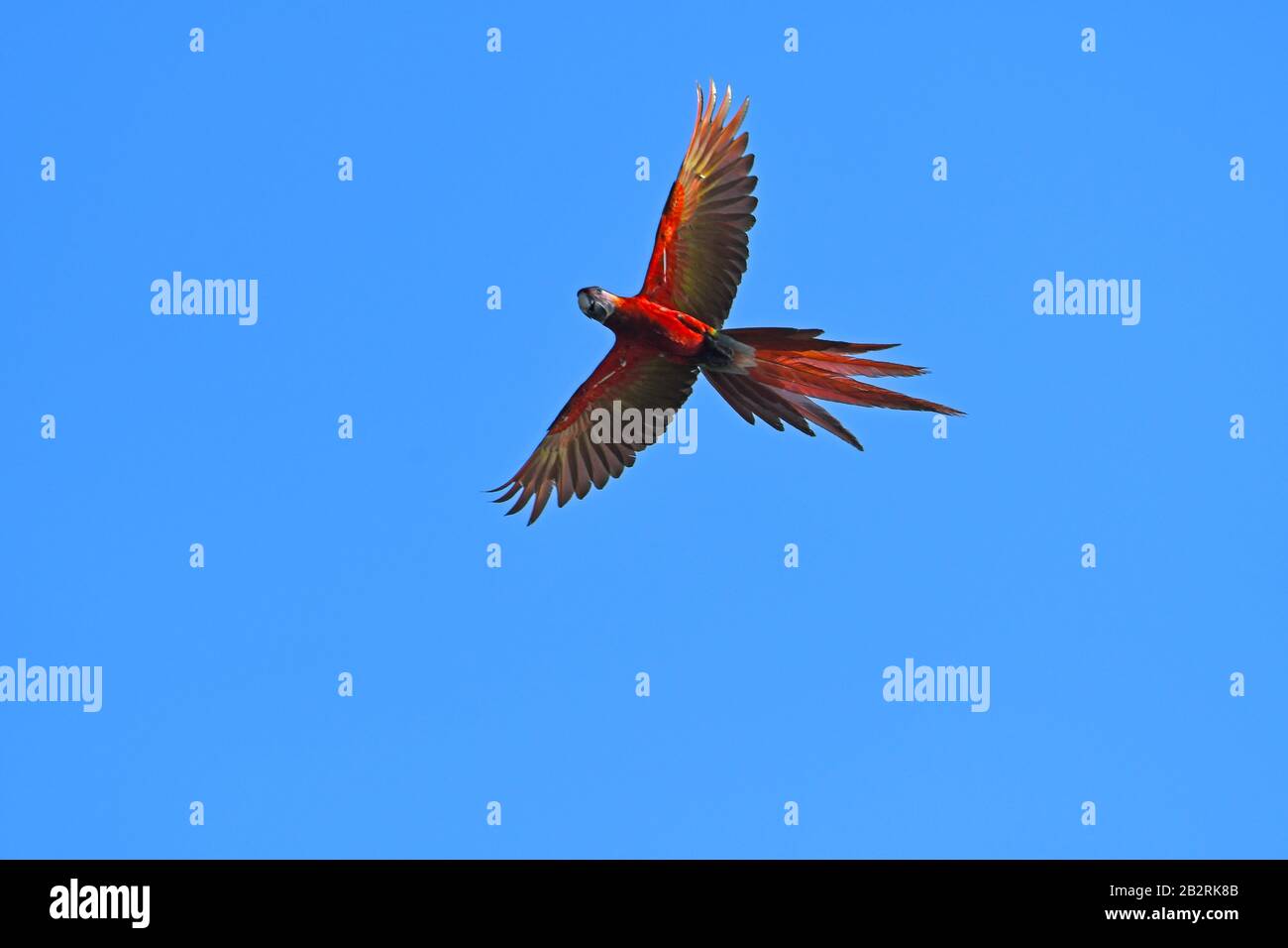 Perroquet macaw volant au Costa Rica Banque D'Images