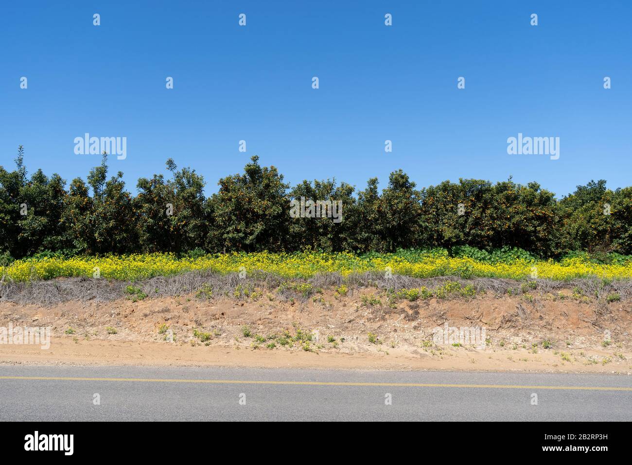 Arbres chargés de fruits dans le verger de Kumquat Banque D'Images